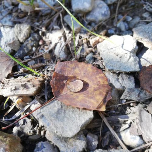 Blatt mit Wassertropfen