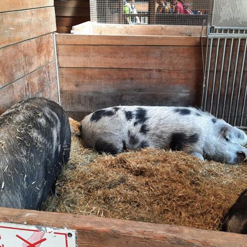 Innsbrucktag - Alpenzoo - Schweine