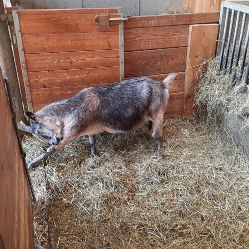 Innsbrucktag - Alpenzoo - Blobeziege