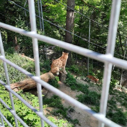 Innsbrucktag - Alpenzoo - Luchs