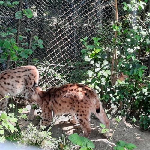 Innsbrucktag - Alpenzoo - Luchse