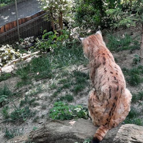 Innsbrucktag - Alpenzoo - Luchs
