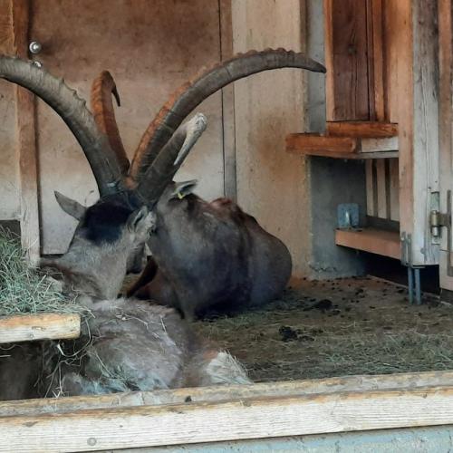 Innsbrucktag - Alpenzoo - Steinöcke