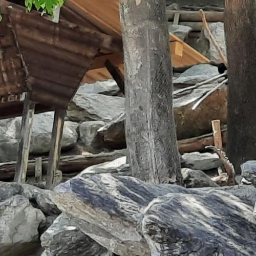 Innsbrucktag - Alpenzoo - Steinböcke