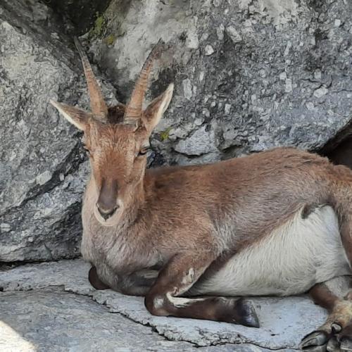 Innsbrucktag - Alpenzoo - Steinbock