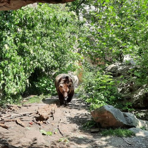 Innsbrucktag - Alpenzoo - Braunbär