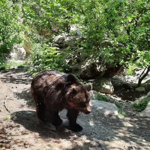 Innsbrucktag - Alpenzoo - Braunbär