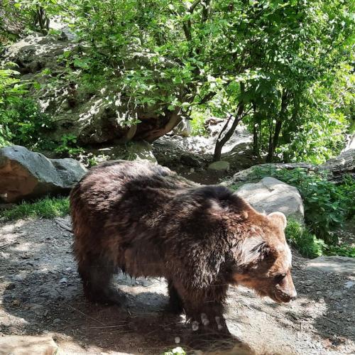 Innsbrucktag - Alpenzoo - Braunbär