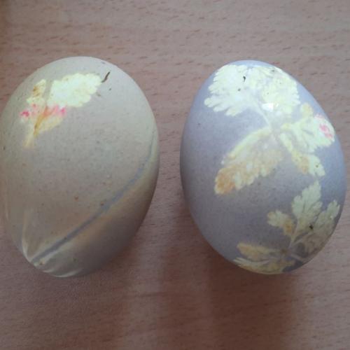 Eier mit Naturfarben färben